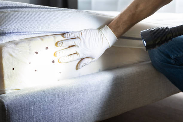 Best Affordable Pest Control Services  in Rogersville, MO
