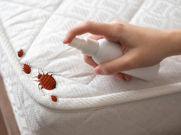 Best Residential Pest Control  in Rogersville, MO