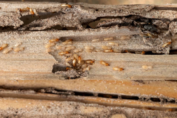 Best Wasp Removal Services  in Rogersville, MO
