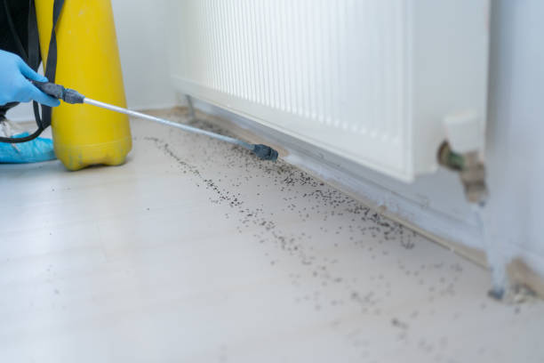 Best Local Pest Control Services  in Rogersville, MO